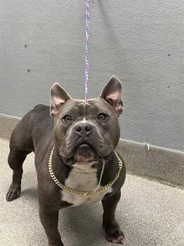 GUNTHER -  American Bulldog and Mixed Breed Dog for Adoption in Las Vegas, Nevada - GUNTHER | PetCurious