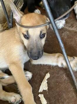 SCUTTLE -  Mixed Breed Dog for Adoption in Dallas, Texas - SCUTTLE | PetCurious