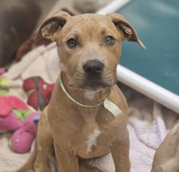 Pumpkin -  Pit Bull Terrier Dog for Adoption in Oakland, California - Pumpkin | PetCurious