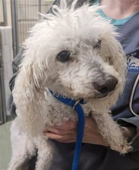 A176165 -  Mixed Breed Dog for Adoption in Santa Fe, New Mexico - A176165 | PetCurious