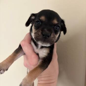 Rescue Chihuahua Dogs for Adoption in Park Row, Texas - Teeny | PetCurious