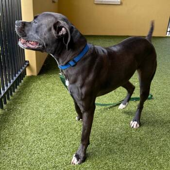 Mixed Breed Dogs Available for Adoption - Theodore | PetCurious