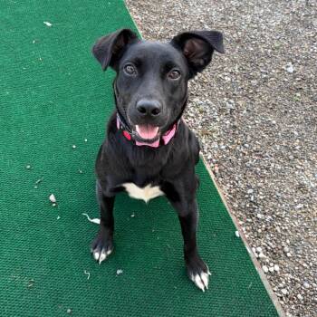 Rhea -  Black Labrador Retriever and Mixed Breed Dog for Adoption in Binghamton, New York - Rhea | PetCurious