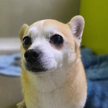 Chihuahua Dogs Available for Adoption in San Jacinto, California - Diego | PetCurious