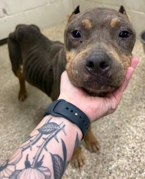 Dolly -  Pit Bull Terrier and Mixed Breed Dog for Adoption in Park Row, Texas - Dolly | PetCurious
