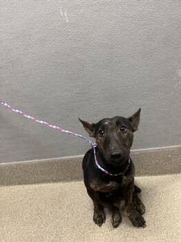 BUKO PANDAN -  Bull Terrier Dog for Adoption in Las Vegas, Nevada - BUKO PANDAN | PetCurious
