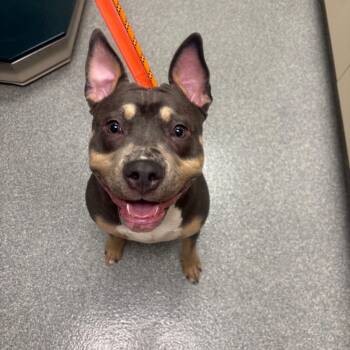 Lemondrop -  Pit Bull Terrier Dog for Adoption in Batavia, Ohio - Lemondrop | PetCurious
