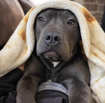 American Staffordshire Terrier and Pit Bull Terrier Dogs Available for Adoption - Baby Girl | PetCurious