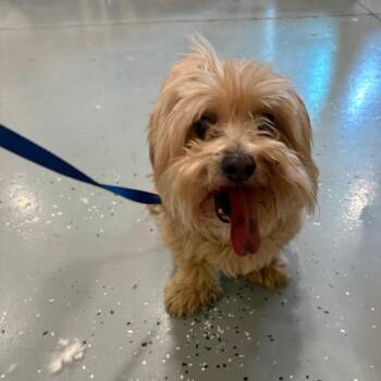 Max(bonded to Angel) -  Maltese and Mixed Breed Dog for Adoption in West Des Moines, Iowa - Max(bonded To Angel) | PetCurious