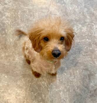 Pimento -  Miniature Poodle Dog for Adoption in Merrillville, Indiana - Pimento | PetCurious