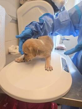 SPIKE -  Chihuahua and Mixed Breed Dog for Adoption in Albuquerque, New Mexico - SPIKE | PetCurious