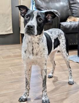 Rescue Australian Cattle Dog Blue Heeler Dogs for Adoption in Manchester, Connecticut - Sophie 1 | PetCurious