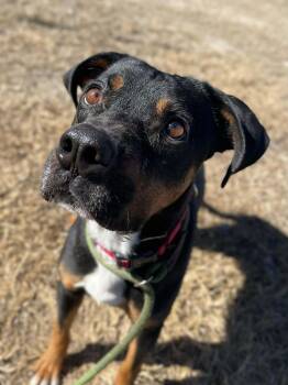 Rottweiler Dogs Available for Adoption in Center Point, Texas - Dustin | PetCurious