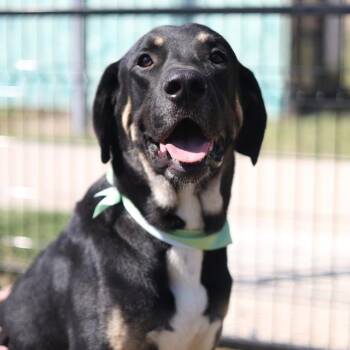 Rescue Great Dane Dogs for Adoption in San Antonio, Texas - CHIPS AHOY | PetCurious