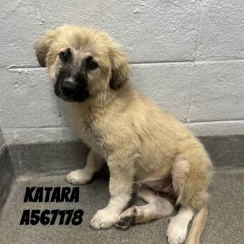 Anatolian Shepherd Dogs Available for Adoption - KATARA | PetCurious