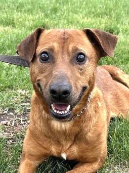 Rescue Hound Dogs for Adoption in Hastings, Nebraska - Dylan | PetCurious