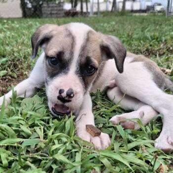 Tank -  English Bulldog and Mixed Breed Dog for Adoption in Wadena, Minnesota - Tank | PetCurious
