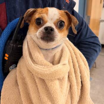 Augie -  Mixed Breed Dog for Adoption in Philadelphia, Pennsylvania - Augie | PetCurious