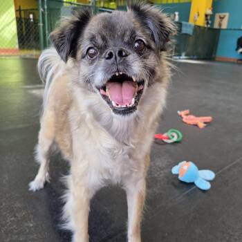 Pug Dogs Available for Adoption - Pugslea | PetCurious