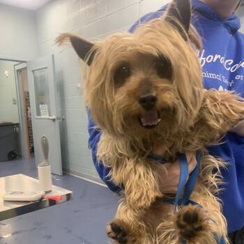 Yorkshire Terrier Dogs Available for Adoption in Greensboro, North Carolina - Small Man | PetCurious