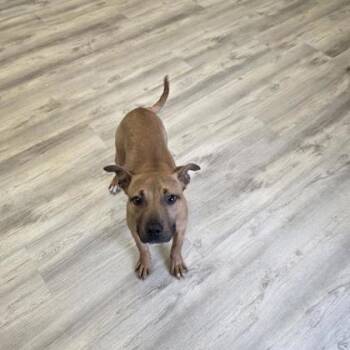Pit Bull Terrier and Mixed Breed Dogs Available for Adoption in Daytona Beach, Florida - Justice - 1 | PetCurious