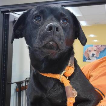 Indy -  Mixed Breed Dog for Adoption in Nashville, Indiana - Indy | PetCurious