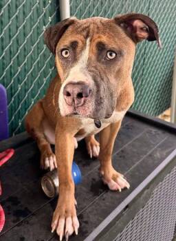 Pit Bull Terrier Dogs Available for Adoption - Rootbeer Float | PetCurious