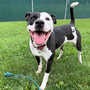 Remi -  Pit Bull Terrier Dog for Adoption - Remi | PetCurious