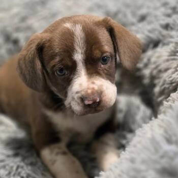 Paxon JuM -  Pointer and Mixed Breed Dog for Adoption in Austin, Texas - Paxon JuM | PetCurious
