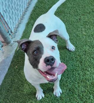 Thumbelina -  Pit Bull Terrier and Mixed Breed Dog for Adoption in Frankfort, Kentucky - Thumbelina | PetCurious