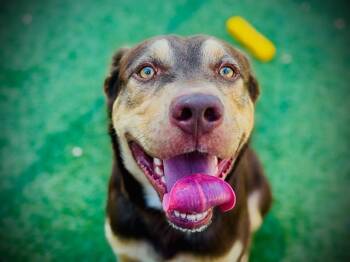 MATEO -  Siberian Husky and Pit Bull Terrier Dog for Adoption in Orlando, Florida - MATEO | PetCurious