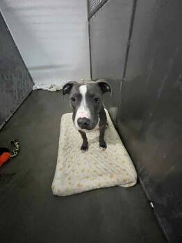 Rescue American Bulldog and Catahoula Leopard Dog Dogs for Adoption in Kalamazoo, Michigan - Simba - Will Be At The ARP Soon | PetCurious