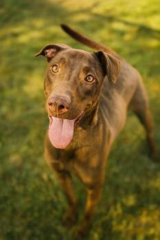 Rescue Mixed Breed Dogs for Adoption in West Chester, Pennsylvania - Rascal | PetCurious
