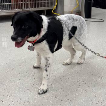 Australian Cattle Dog Blue Heeler Dogs Available for Adoption - Ruby Rae | PetCurious