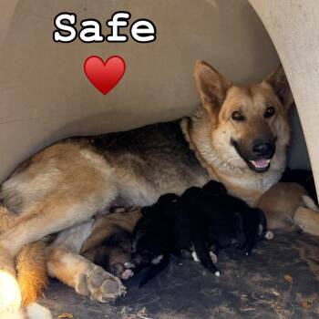 German Shepherd Dog Dogs Available for Adoption - Donnie | PetCurious