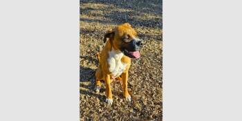 Boxer Dogs Available for Adoption in Hewitt, Texas - Scooby II | PetCurious