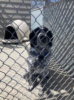 Cash -  Border Collie Dog for Adoption in Green River, Wyoming - Cash | PetCurious