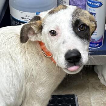 Mixed Breed Dogs Available for Adoption in Galveston, Texas - Mario | PetCurious