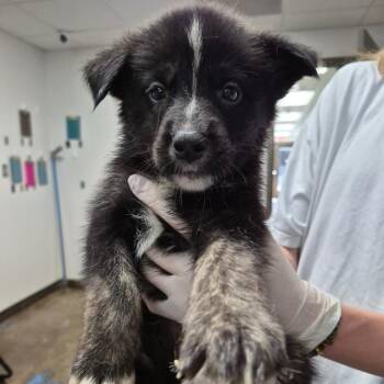 Brobee -  Shepherd and Mixed Breed Dog for Adoption in Hattiesburg, Mississippi - Brobee | PetCurious