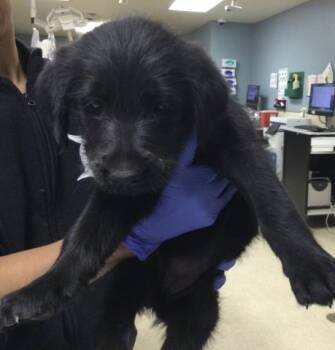 PEACHES -  German Shepherd Dog Dog for Adoption in Riverside, California - PEACHES | PetCurious