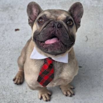Monchi -  French Bulldog Dog for Adoption in Phenix City, Alabama - Monchi | PetCurious