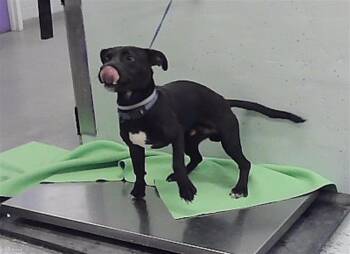 KAMU -  Staffordshire Bull Terrier and Mixed Breed Dog for Adoption in Houston, Texas - KAMU | PetCurious