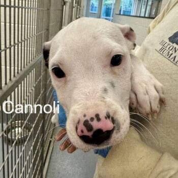 Terrier Dogs Available for Adoption in Hilton Head Island, South Carolina - Cannoli | PetCurious