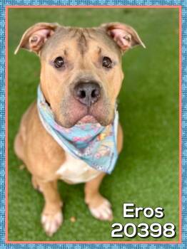 EROS -  Staffordshire Bull Terrier Dog for Adoption in Marietta, Georgia - EROS | PetCurious