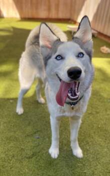 Royal -  Mixed Breed Dog for Adoption in Eugene, Oregon - Royal | PetCurious
