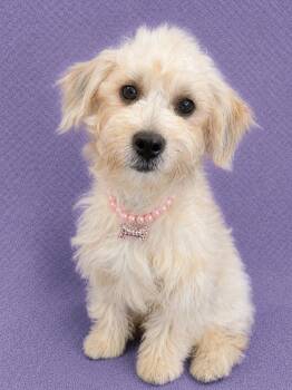Josie -  Maltipoo Dog for Adoption in Lodi, California - Josie | PetCurious