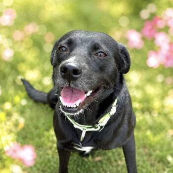 Trixie -  Labrador Retriever Dog for Adoption in San Antonio, Texas - Trixie | PetCurious