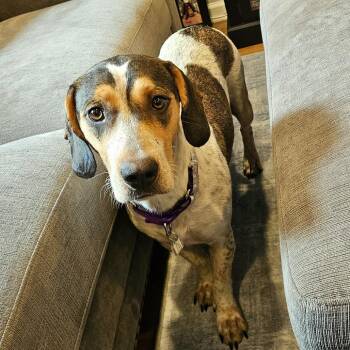 Pippi -  Hound Dog for Adoption in Fairfax Station, Virginia - Pippi | PetCurious