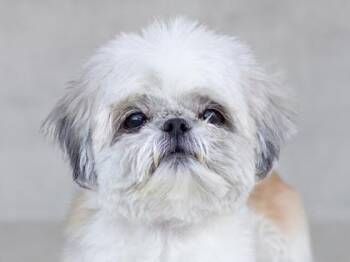 Sugar -  Mixed Breed Dog for Adoption in Longmont, Colorado - Sugar | PetCurious