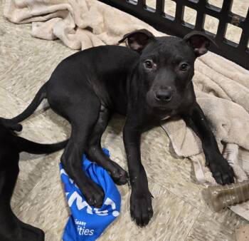Herbie Hart -  Pit Bull Terrier and American Bully Dog for Adoption in Graham, Texas - Herbie Hart | PetCurious
